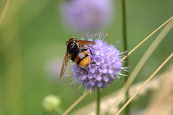 Mosca cernícalo (Vulucella zonaria)