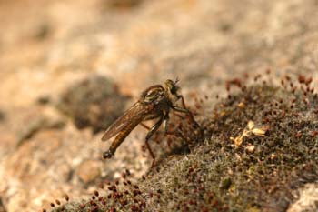 Mosca cazadora (Pamponerus germanicus)