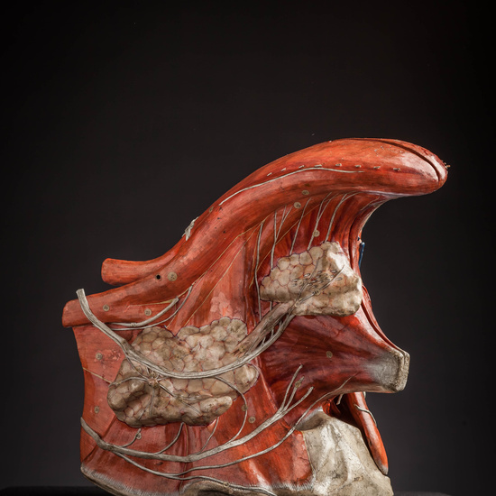IES_CARDENALCISNEROS_ANATOMIA_MODELOS_012