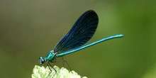 Caballito del diablo azul (Calopteryx virgo)