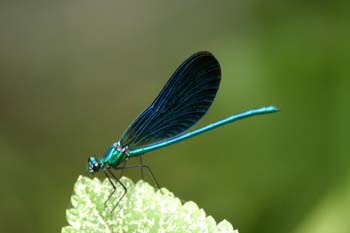 Caballito del diablo azul (Calopteryx virgo)