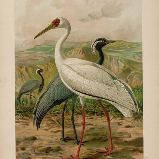 IES_CARDENALCISNEROS_AVES_LAMINAS_011