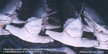 Tiburones martillo en la lonja