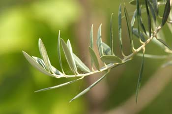 Olivo - Hoja (Olea europaea)