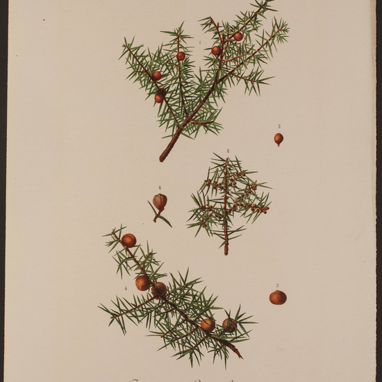 IES_CARDENALCISNEROS_HERBARIO_056