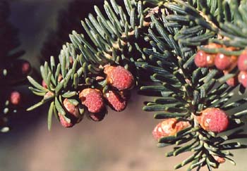 Abeto pinsapo - Flores masc. (Abies pinsapo)