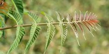 árbol del cielo - Hoja (Ailanthus altissima)