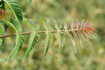 árbol del cielo - Hoja (Ailanthus altissima)