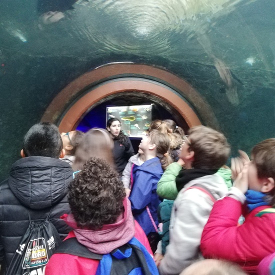 FAUNIA. 5º curso 33