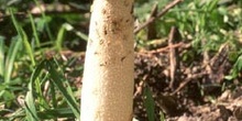 Seta Falo (Phallus impudicus)