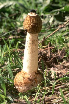 Seta Falo (Phallus impudicus)