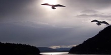 Gaviota, Parque de las Islas del Golfo, Victoria