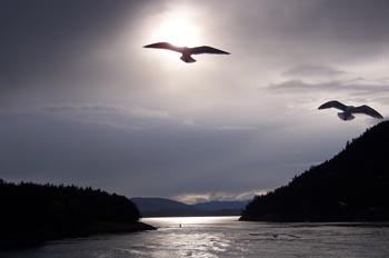 Gaviota, Parque de las Islas del Golfo, Victoria