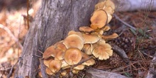 Hypholoma sp.