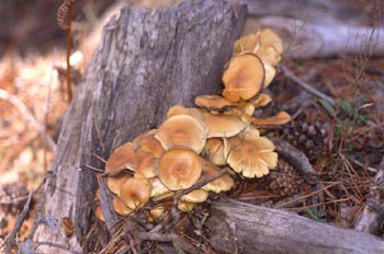 Hypholoma sp.