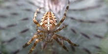 Araña de jardín o de cruz (Araneus diadematus)