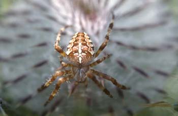 Araña de jardín o de cruz (Araneus diadematus)