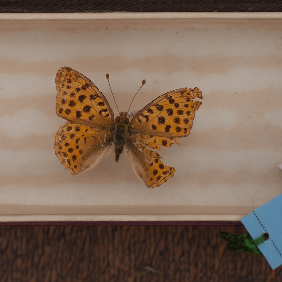 IES_CARDENALCISNEROS_Insectos_020