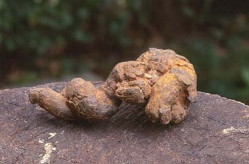 Excremento fósil de carnívoro (Coprolito) Oligoceno