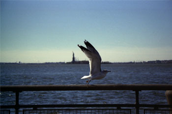 Gaviota, Nueva York, Estados Unidos