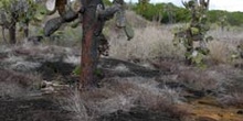 Opuntia en campo de lava en la Isla Isabela, Ecuador