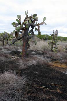 Opuntia en campo de lava en la Isla Isabela, Ecuador