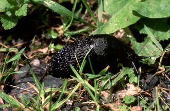 Babosa común - Forma negra (Arion ater)