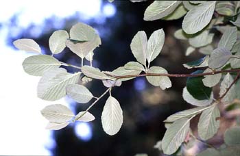 Mostajo (Sorbus aria)