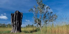 Termitero, Parque Nacional Kakadu, Australia