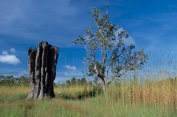 Termitero, Parque Nacional Kakadu, Australia