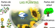 Plantas