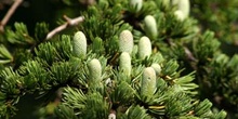 Cedro del Atlas - Flores masc. (Cedrus atlantica)