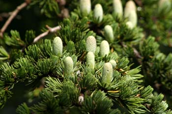 Cedro del Atlas - Flores masc. (Cedrus atlantica)