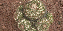 Mammillaria pseudocrippsiana