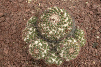 Mammillaria pseudocrippsiana