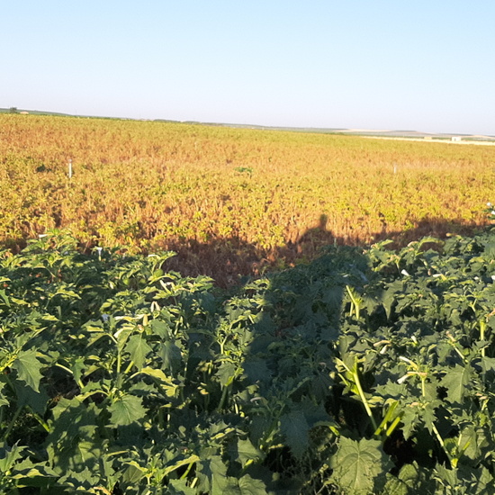 horizontal vertical 2 4