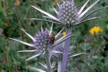 Mosca zángano (Eritalis tenax)