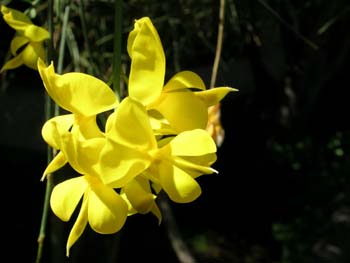 Flor Casa Blanca, Argentina