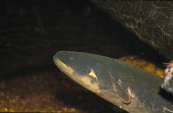 Anguila electrica (Electrophorus electricus)