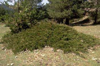 Sabina rastrera (Juniperus sabina)