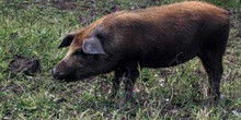 Cerdo doméstico, Ecuador