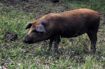 Cerdo doméstico, Ecuador