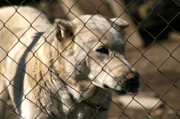 Perro (Canis lupus familiaris)