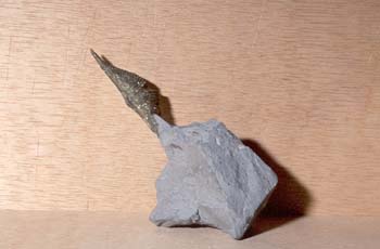 Mucrospirifer sp. (Braquiópodo) Silúrico