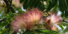 Acacia de Persia - Flor (Albizia julibrissin)