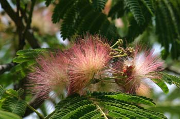 Acacia de Persia - Flor (Albizia julibrissin)