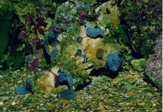 Anémona de disco (Actinodiscus sp.)