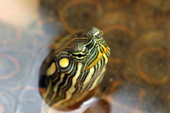 Tortuga pintada (Chrysemis picta)