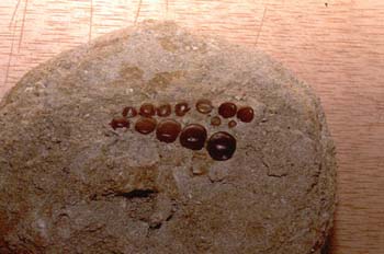 Dientes de pez triturador de conchas (Pez) Jurásico