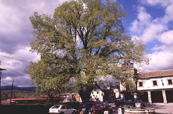 Olmo - Porte (Ulmus sp.)